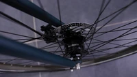 Gazelle Esprit Belt 2025